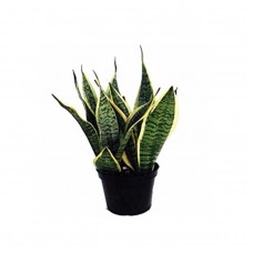MOTHER IN LAW'S TONGUE GOOD LUCK SNAKE PLANT IN POT,25-35cm Tall