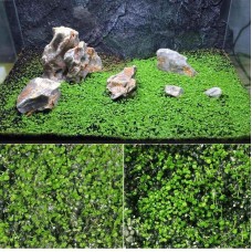 Hot Selling 10g/lot Aquarium Green Grass Seeds Water Aquatic PlantSeeds Mini Double Leaves Water Plants Home Garden