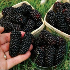Oscar Store 100Pcs Nutritious Giant Blackberry Raspberry Mulberry Seeds Garden Plants